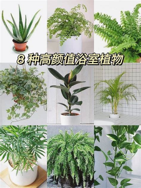 廁所適合放什麼植物|從浴室到廚房...33種「空氣淨化植物」全解析！專家告。